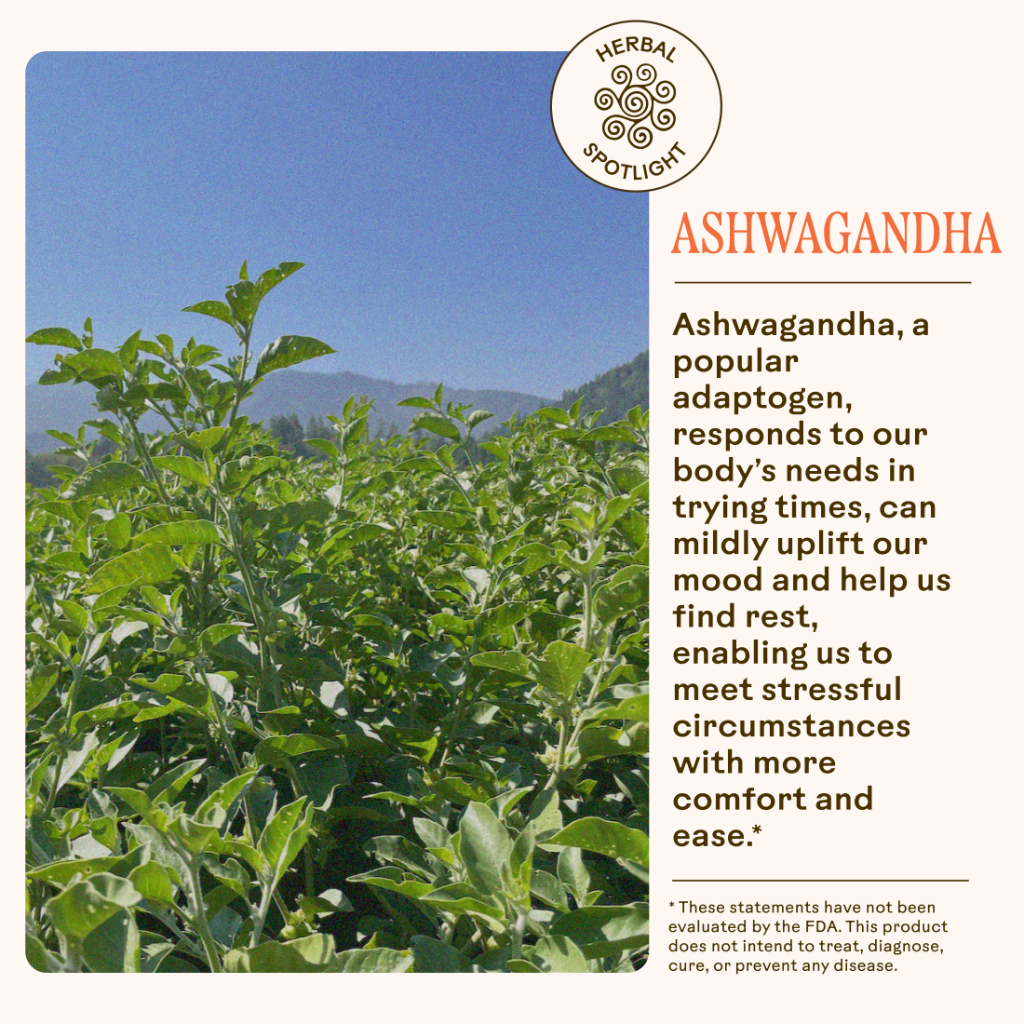 Ashwagandha plants thrive under a blue sky, showcasing their adaptogenic power. Stress Savior by WOODEN SPOON HERBS supports stress relief. These statements have not been evaluated by the FDA.