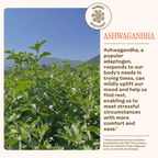 Ashwagandha plants thrive under a blue sky, showcasing their adaptogenic power. Stress Savior by WOODEN SPOON HERBS supports stress relief. These statements have not been evaluated by the FDA.