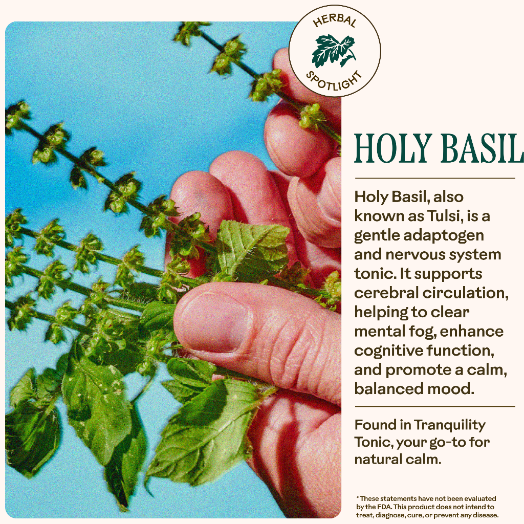 A hand holds holy basil against a blue sky. WOODEN SPOON HERBS Tranquility Tonic features this adaptogen to support mental clarity, mood balance, and cognitive function with its calming herbal blend.