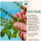 A hand holds holy basil against a blue sky. WOODEN SPOON HERBS Tranquility Tonic features this adaptogen to support mental clarity, mood balance, and cognitive function with its calming herbal blend.