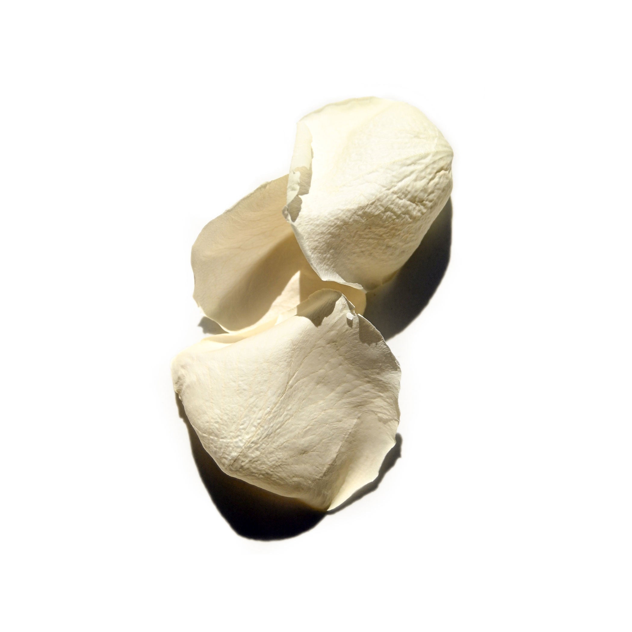 Three white rose petals rest on a plain background, casting soft shadows and revealing delicate textures—a graceful reflection of the pure organic white rose oil in Daughter Alchemy’s Heart Salve® Botanical Nurturing Oil.